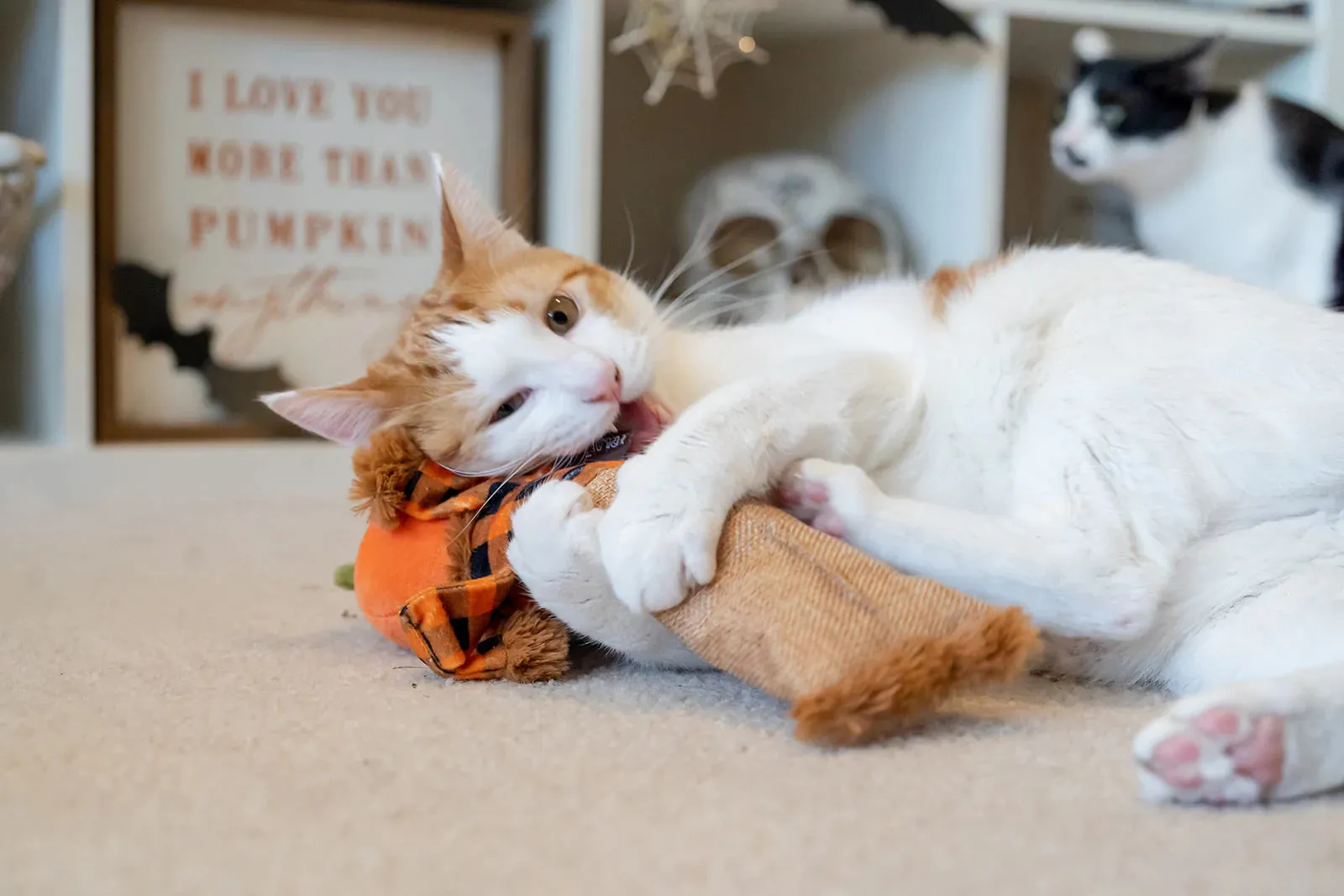 Feline Frenzy - Halloween Scaredy Crow Toy