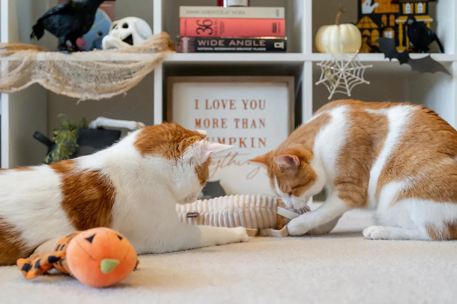 Feline Frenzy - Halloween Scaredy Crow Toy